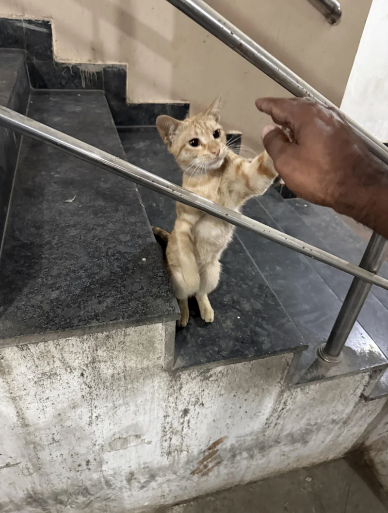 Cheezburger Image 10617186304