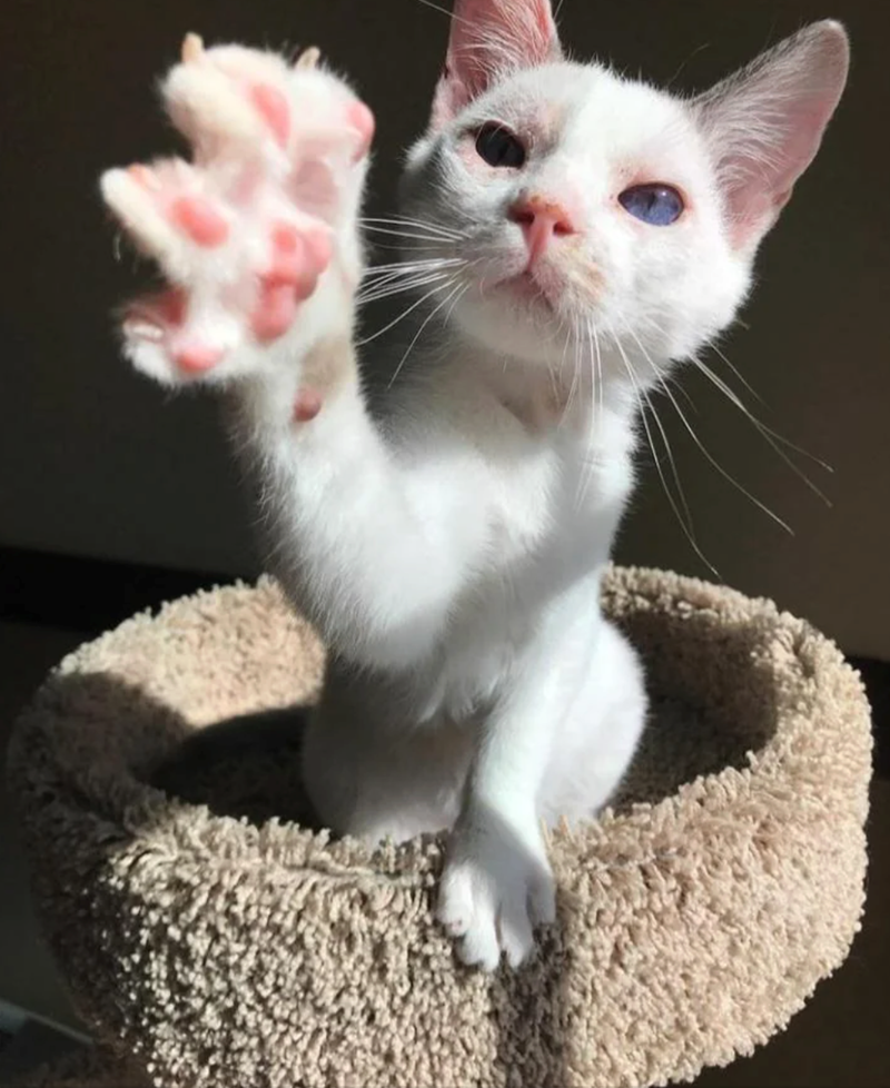 Cheezburger Image 10617186560