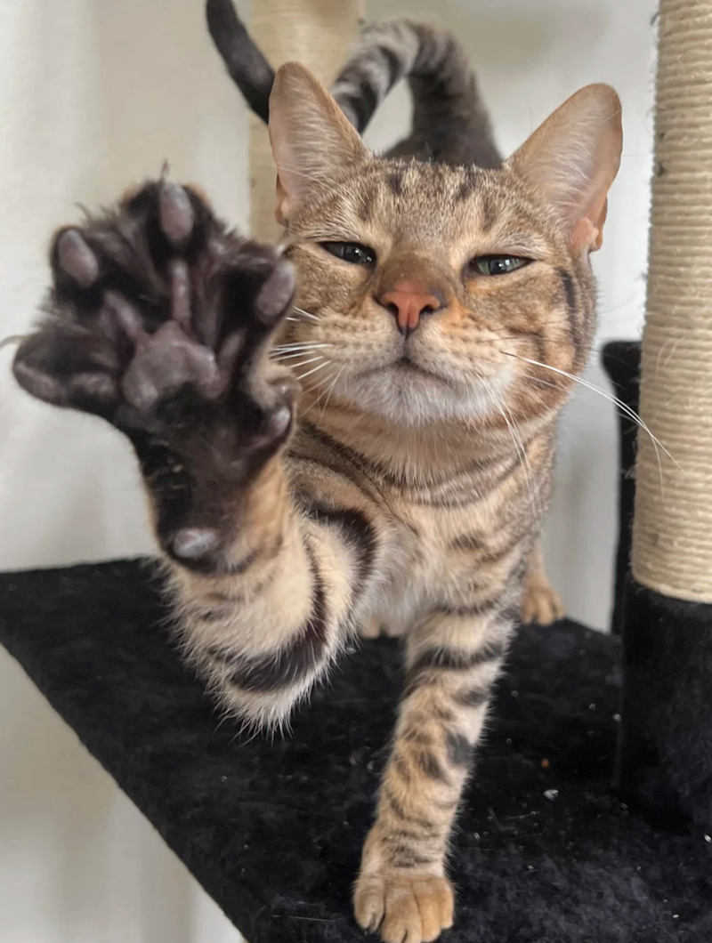 Cheezburger Image 10617186816