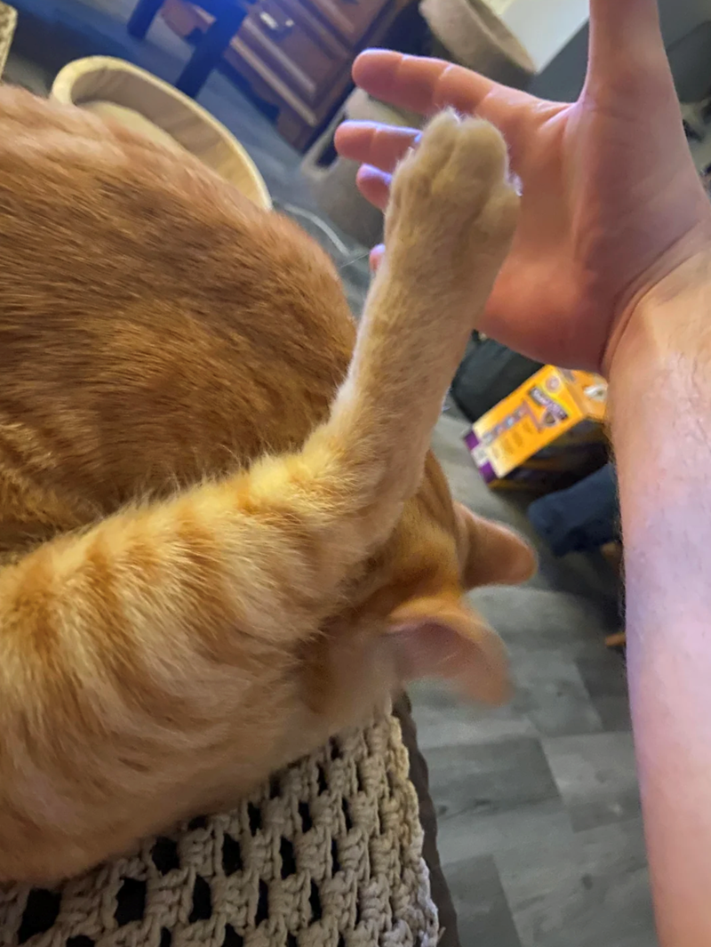 Cheezburger Image 10617187072