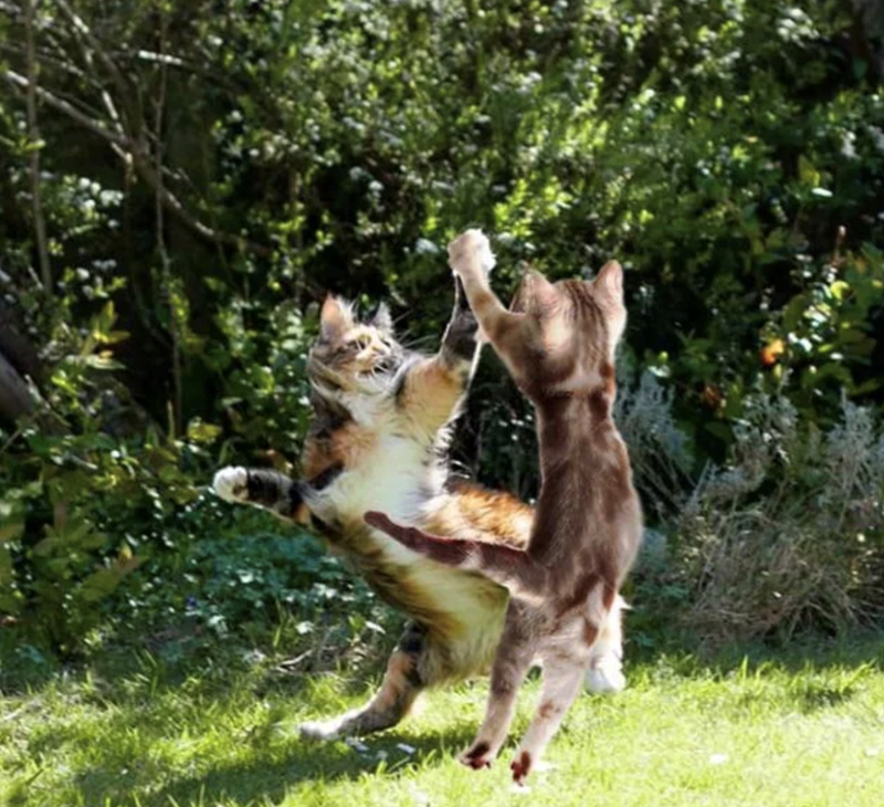 Cheezburger Image 10617187328