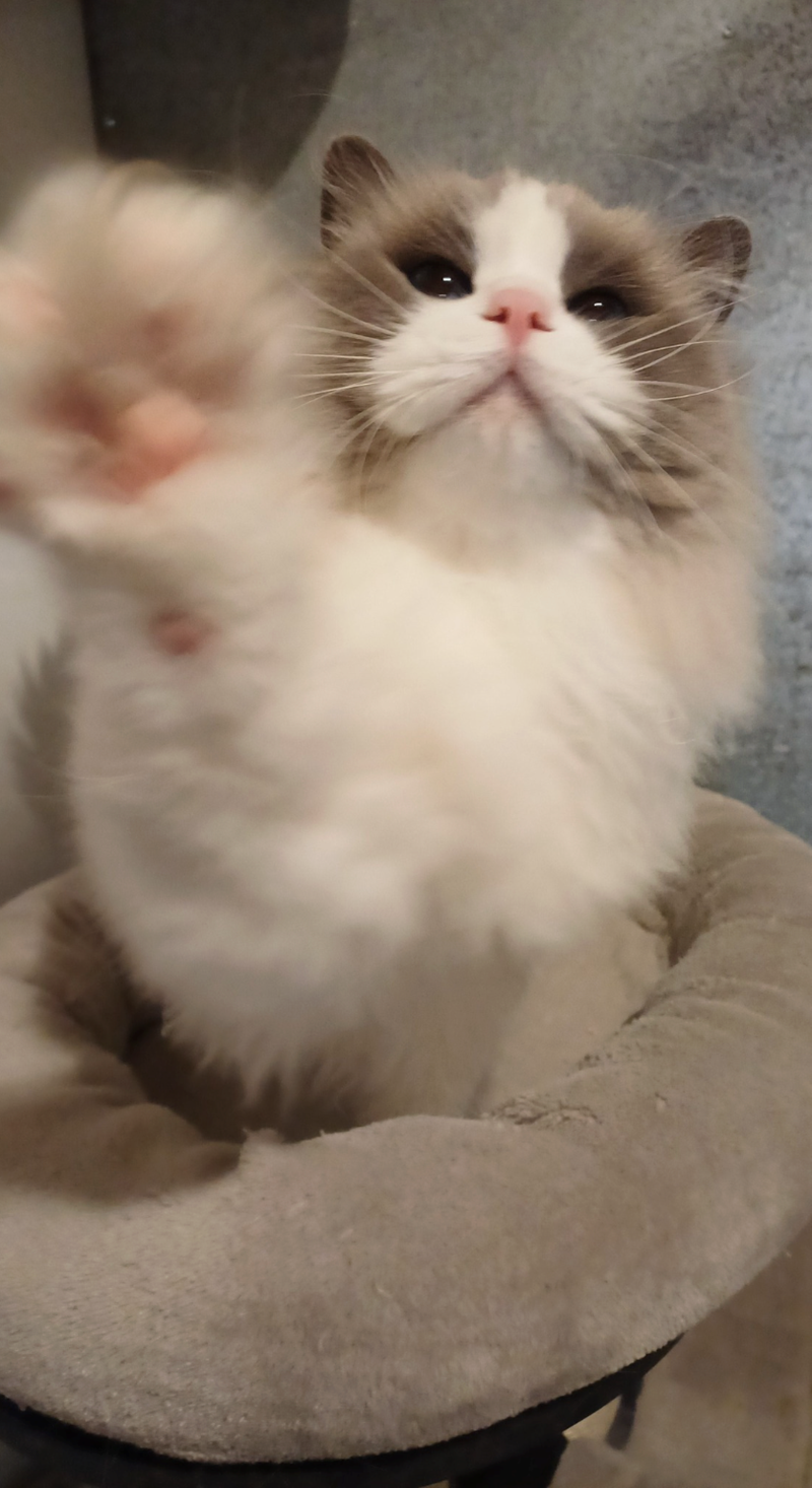 Cheezburger Image 10617187840