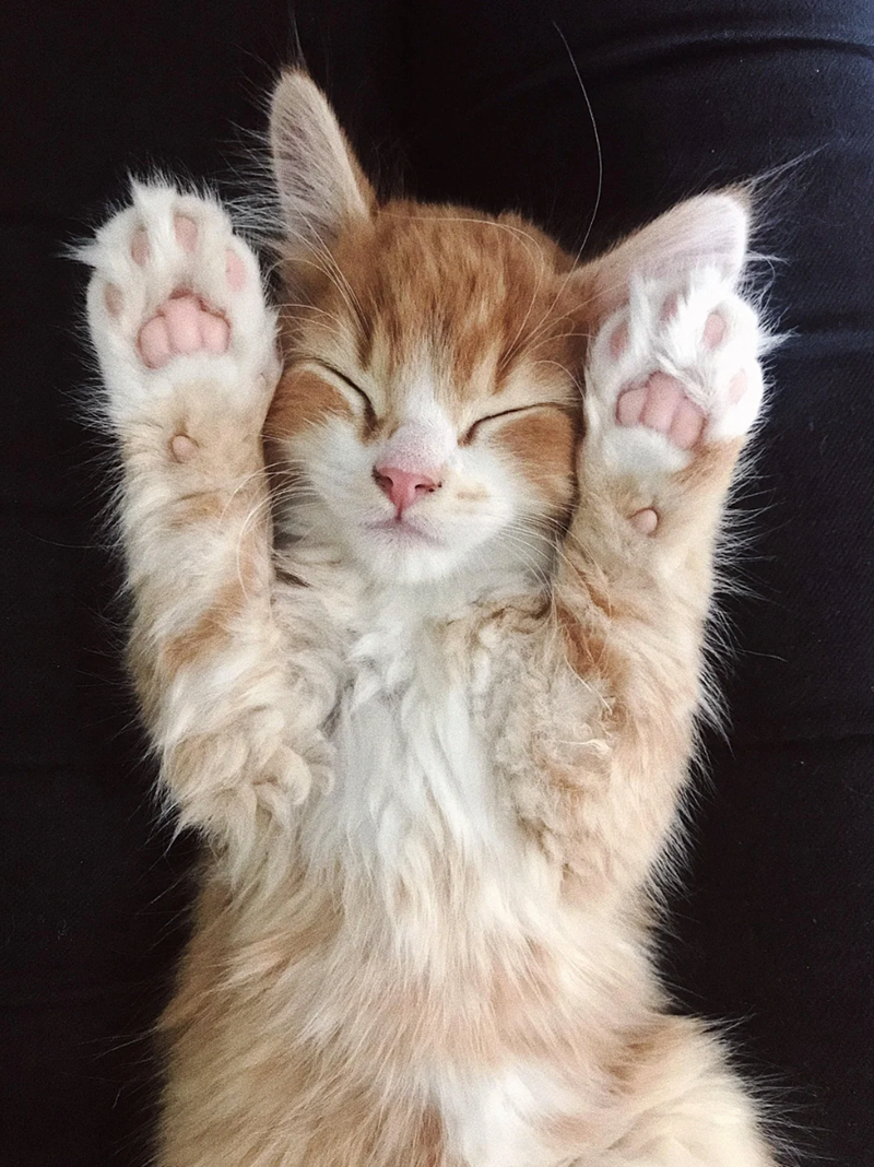 Cheezburger Image 10617188096