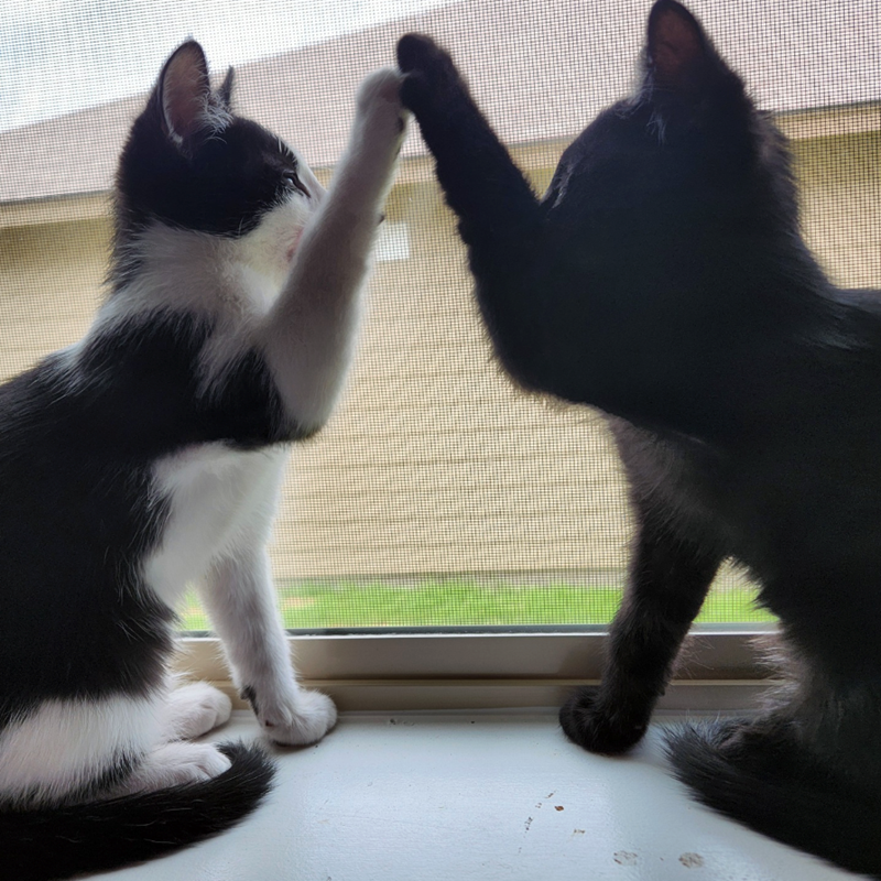 Cheezburger Image 10617188608