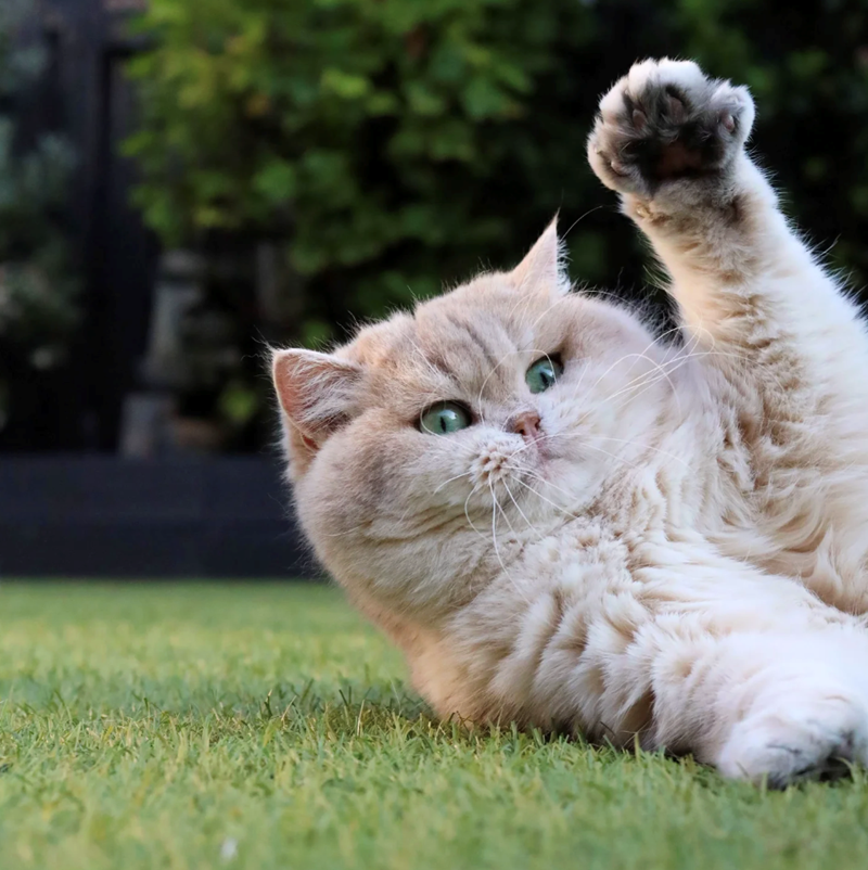 Cheezburger Image 10617188864