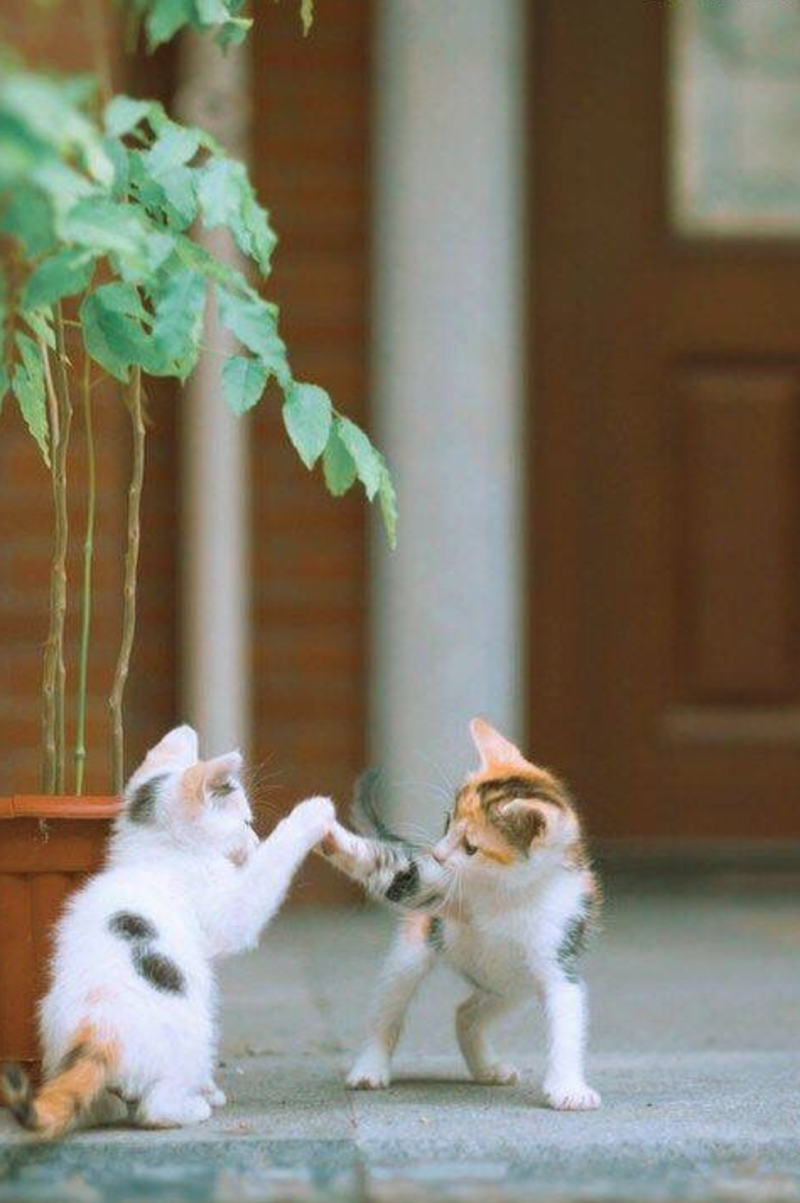 Cheezburger Image 10617189120