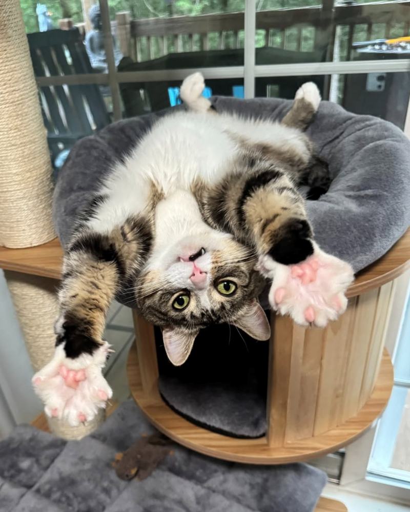 Cheezburger Image 10617189888