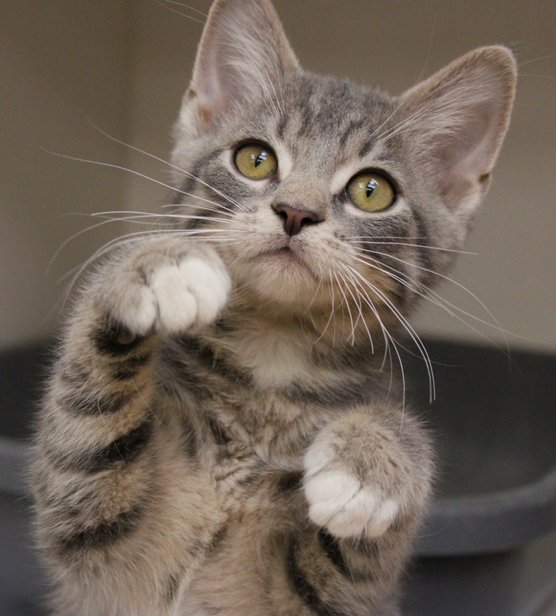 Cheezburger Image 10617190144