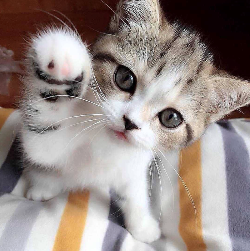 Cheezburger Image 10617190400