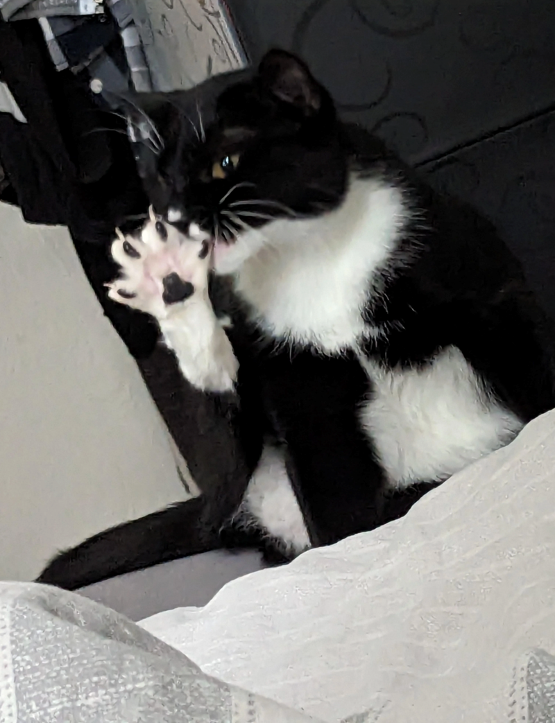 Cheezburger Image 10617190656