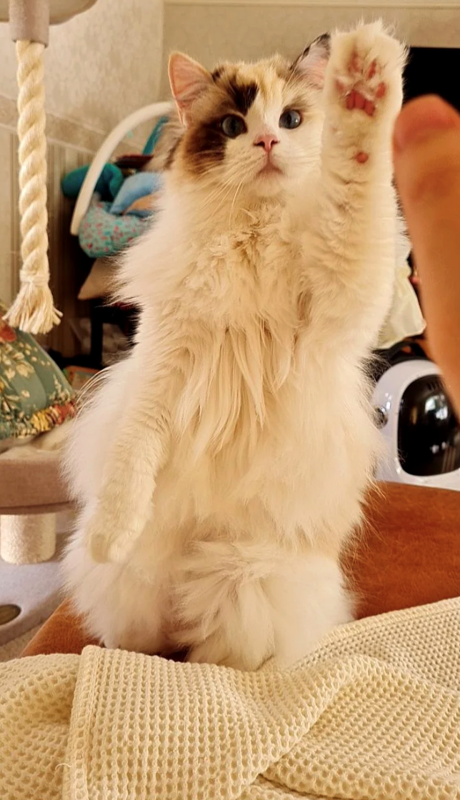 Cheezburger Image 10617191168