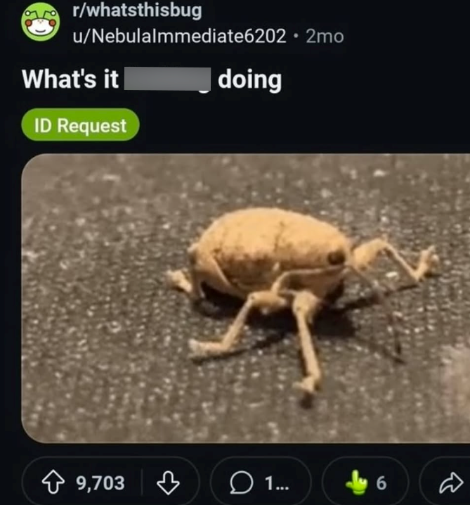 r/whatsthisbug u/Nebulalmmediate6202⚫ 2mo What's it ID Request 9,703 doing в 1... 6 B