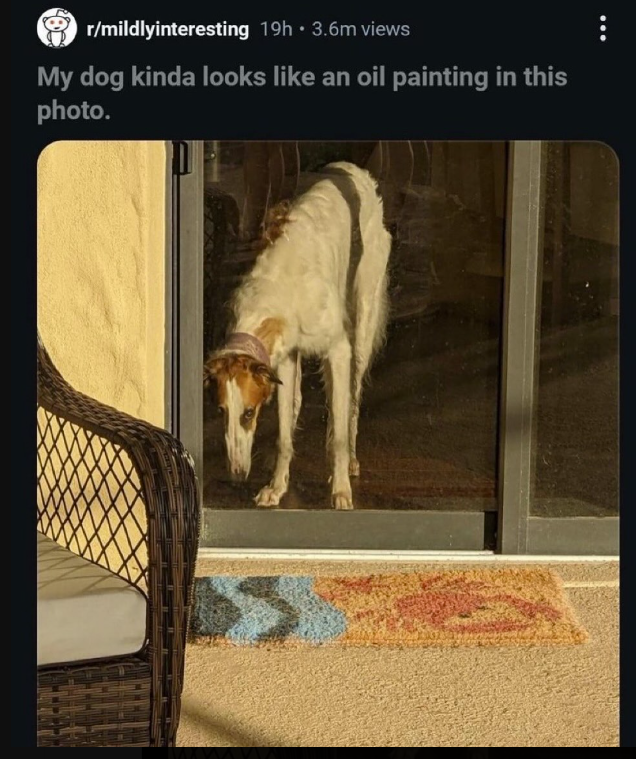 r/mildlyinteresting 19h 3.6m views My dog kinda looks like an oil painting in this photo. ...