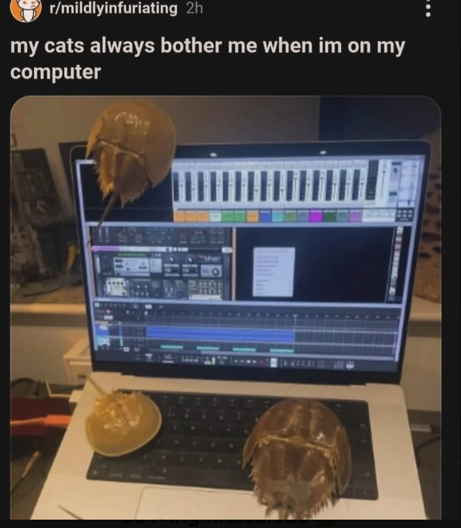 r/mildlyinfuriating 2h my cats always bother me when im on my computer
