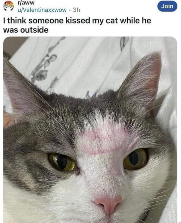 r/aww u/Valentinaxxwow. 3h I think someone kissed my cat while he was outside Join