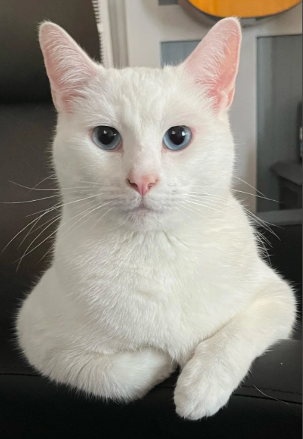 Cheezburger Image 10617204480