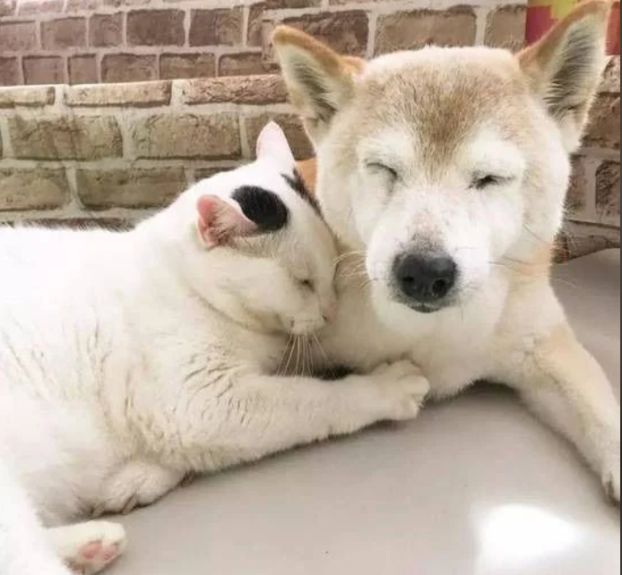 Cheezburger Image 10617204992