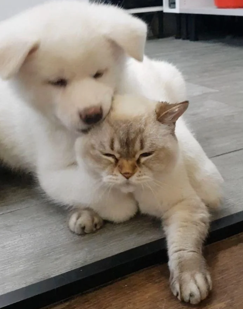 Cheezburger Image 10617205248