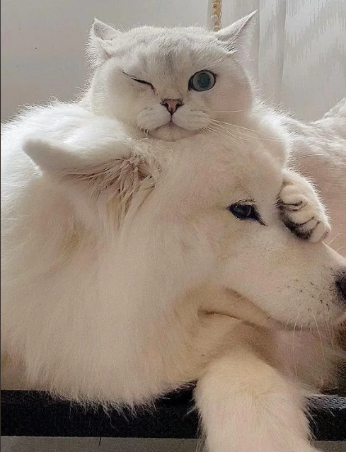 Cheezburger Image 10617205504