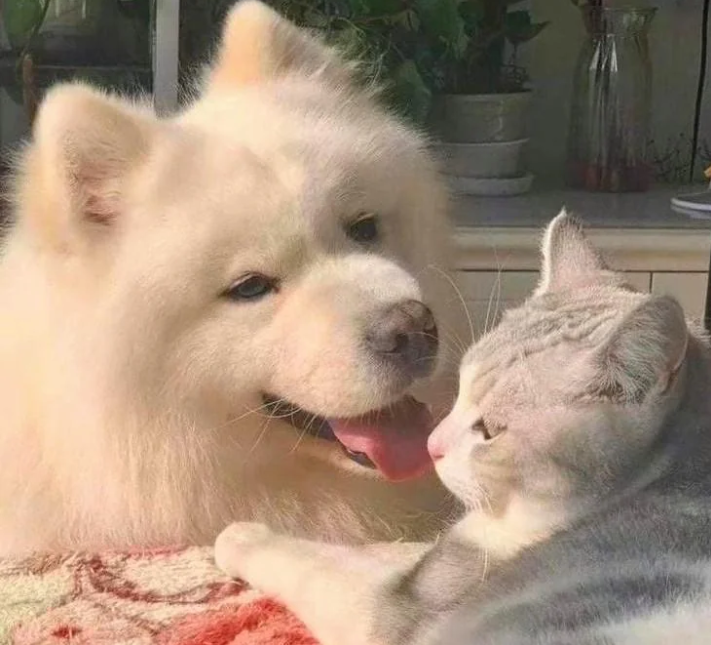 Cheezburger Image 10617205760