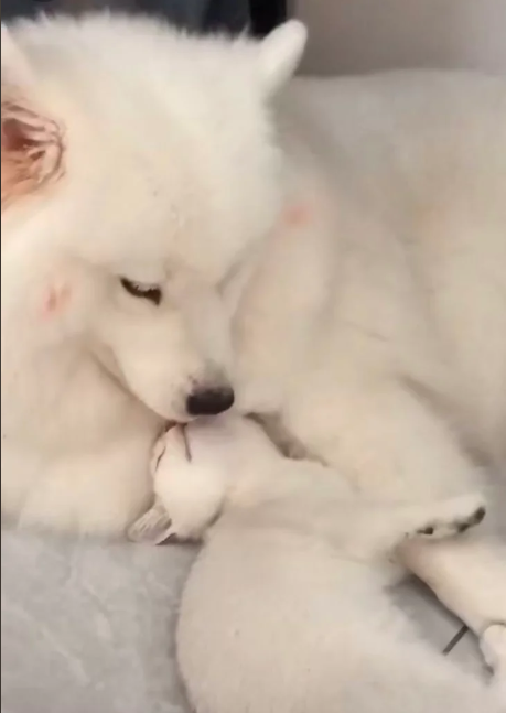 Cheezburger Image 10617206016