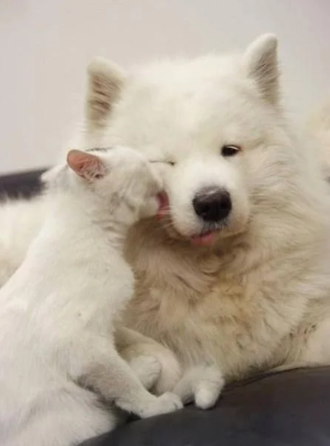 Cheezburger Image 10617206272