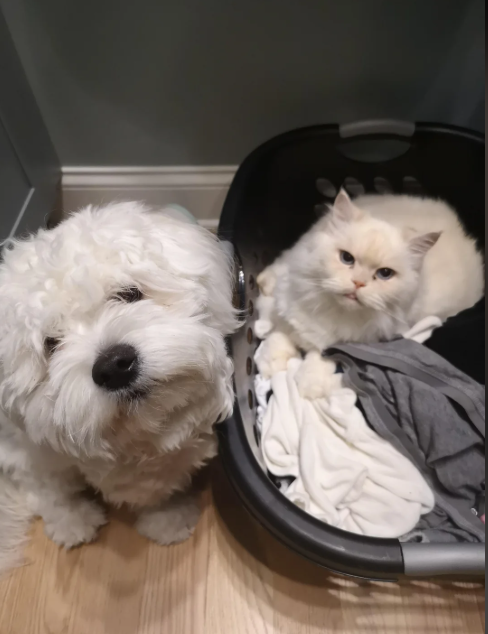 Cheezburger Image 10617206528