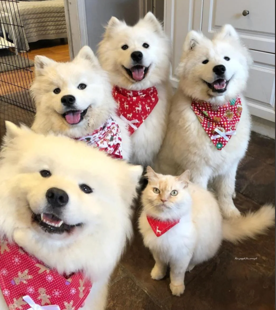 Cheezburger Image 10617206784