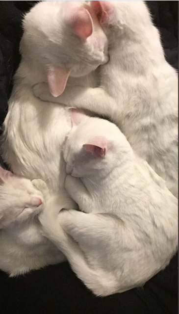 Cheezburger Image 10617207040