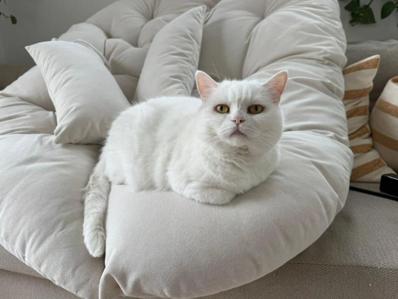 Cheezburger Image 10617207552