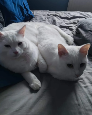 Cheezburger Image 10617207808