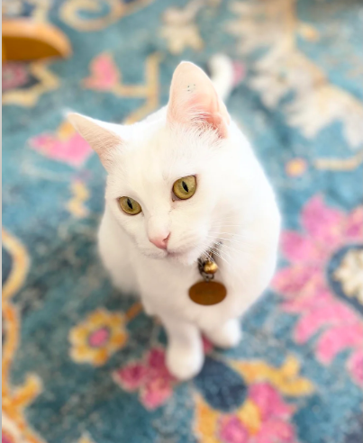 Cheezburger Image 10617208064