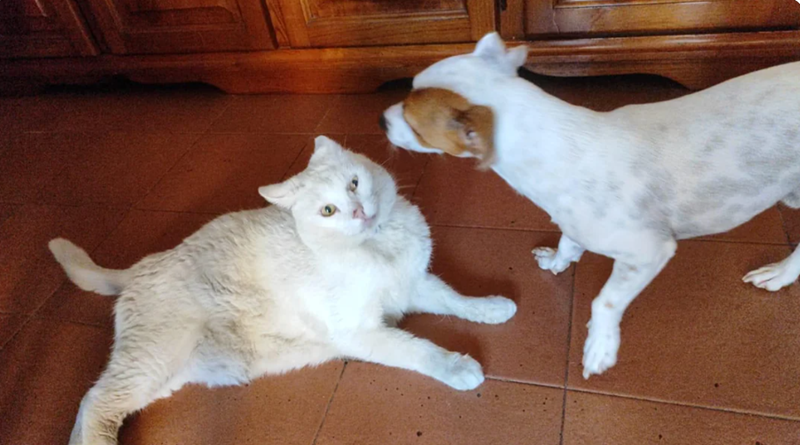 Cheezburger Image 10617208320