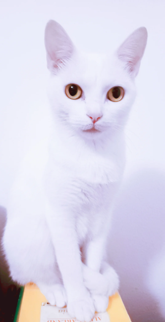 Cheezburger Image 10617208576