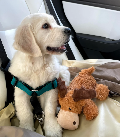 Cheezburger Image 10617209344