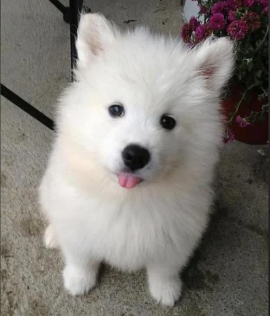 Cheezburger Image 10617209856