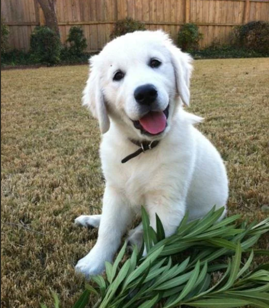 Cheezburger Image 10617210112