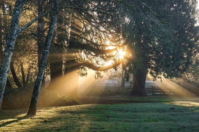 Green leafy trees illuminated by suns rays