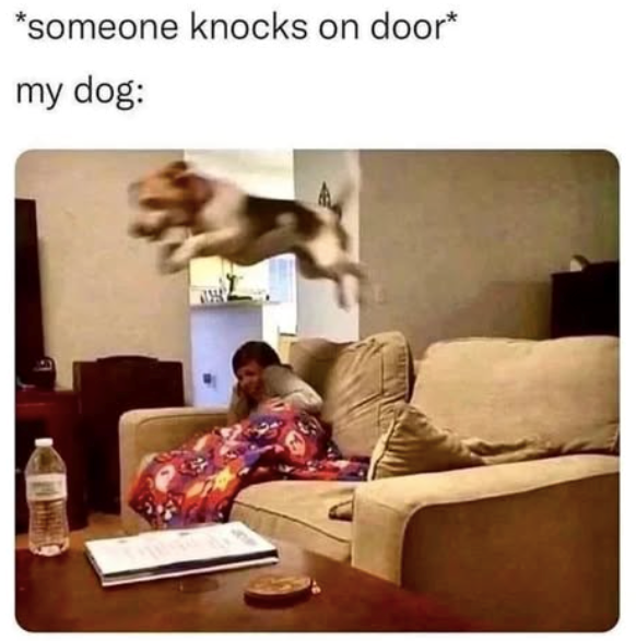 *someone knocks on door* my dog: AT