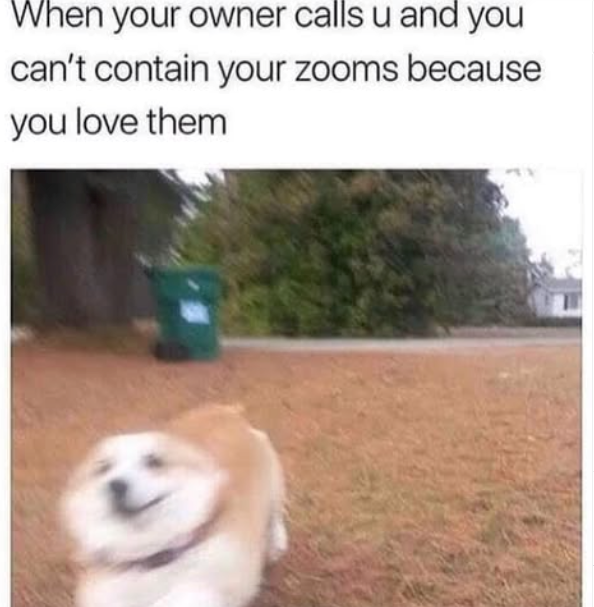 When your owner calls u and you can't contain your zooms because you love them