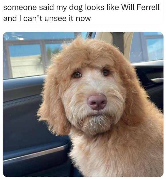 someone said my dog looks like Will Ferrell and I can't unsee it now