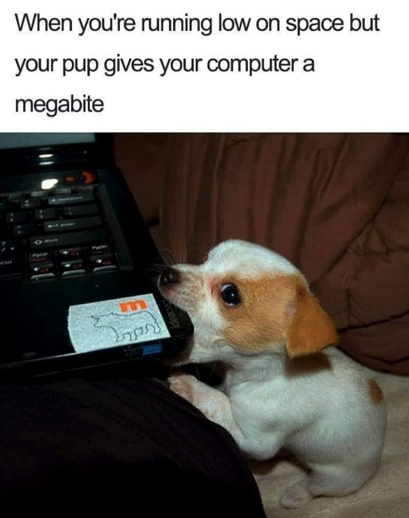 When you're running low on space but your pup gives your computer a megabite ភ