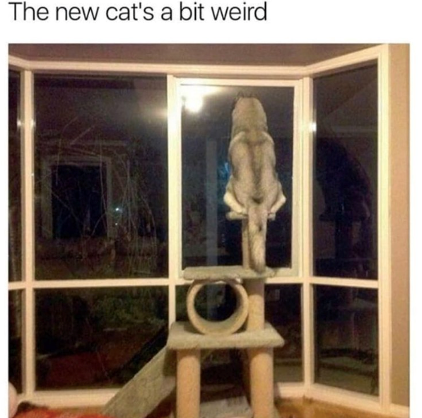 The new cat's a bit weird