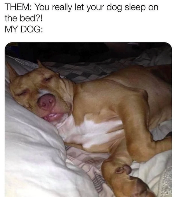 THEM: You really let your dog sleep on the bed?! MY DOG: