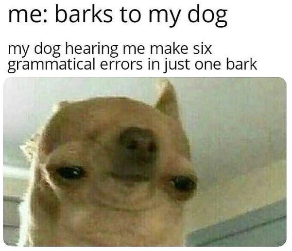 me: barks to my dog my dog hearing me make six grammatical errors in just one bark