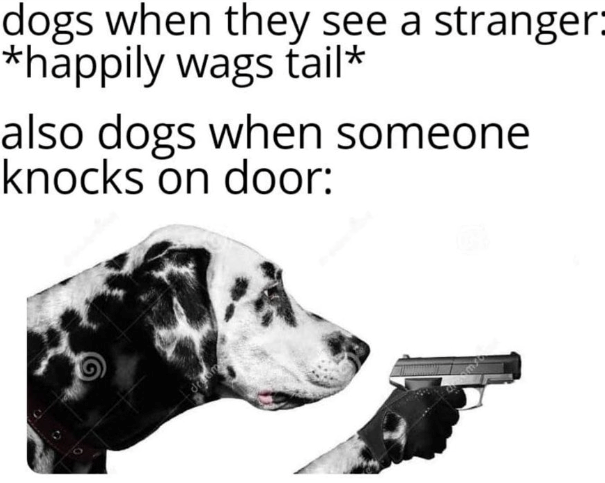 dogs when they see a stranger: *happily wags tail* also dogs when someone knocks on door:
