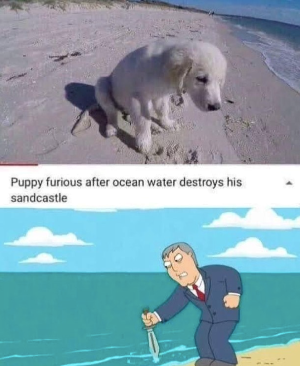 Puppy furious after ocean water destroys his sandcastle
