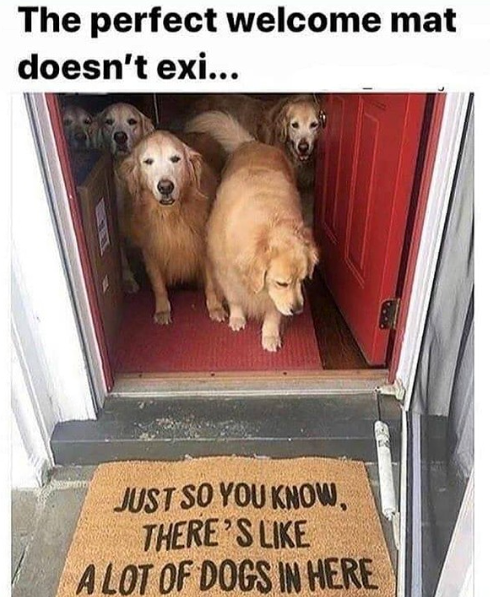 The perfect welcome mat doesn't exi... JUST SO YOU KNOW, THERE'S LIKE A LOT OF DOGS IN HERE