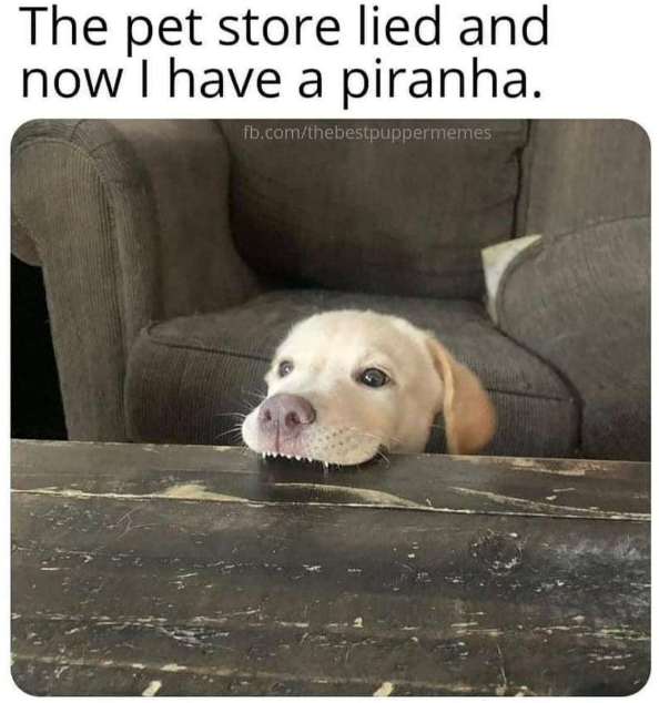 The pet store lied and now I have a piranha. fb.com/thebestpuppermemes