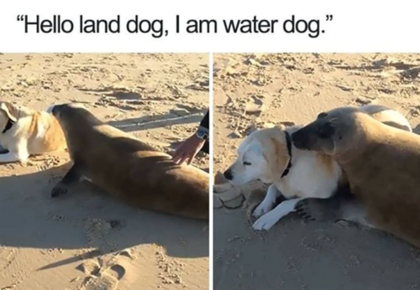 "Hello land dog, I am water dog."